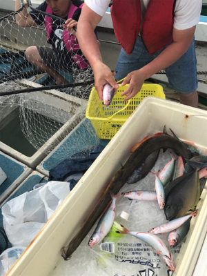 グルクンのませ