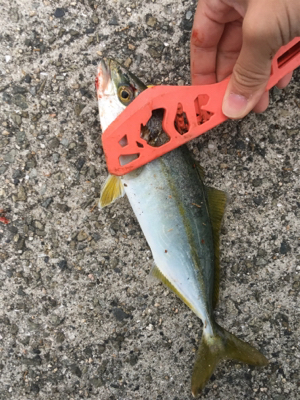 今年初フィッシュ笑