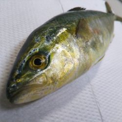 一応釣れましたが…