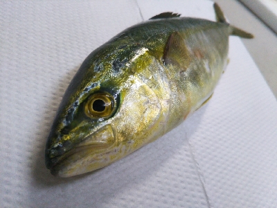 一応釣れましたが…