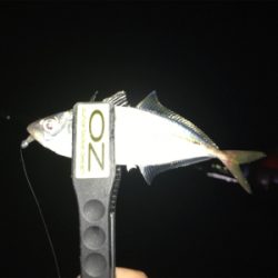 アタリをとるのが楽しいね