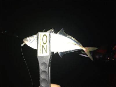 アタリをとるのが楽しいね