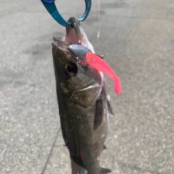 和歌山不発で翌日やっぱ神戸やで!