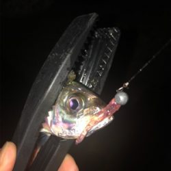 ジグ単アジング爆釣！