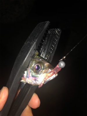 ジグ単アジング爆釣！