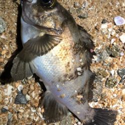 早朝暗闇プラッキング