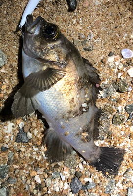 早朝暗闇プラッキング