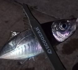 ナイトアジング