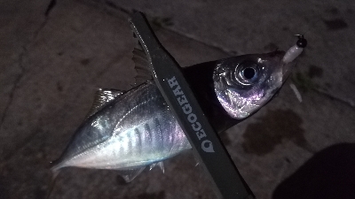 ナイトアジング