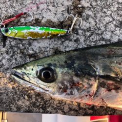 脂のりのりサゴシゲット！！