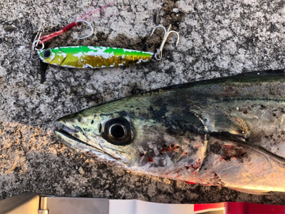 脂のりのりサゴシゲット！！