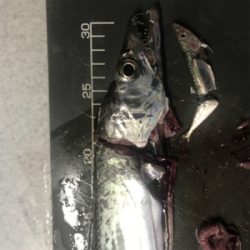 どしゃ降りタチウオ！