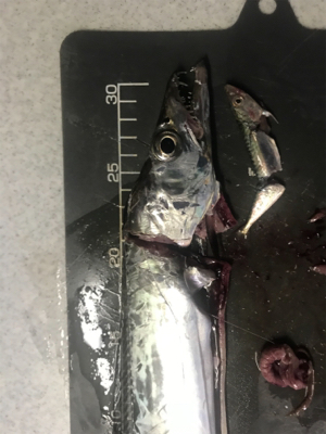 どしゃ降りタチウオ！