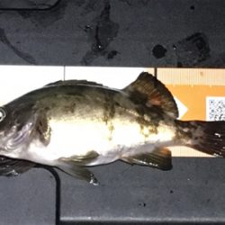 小メバルラッシュ