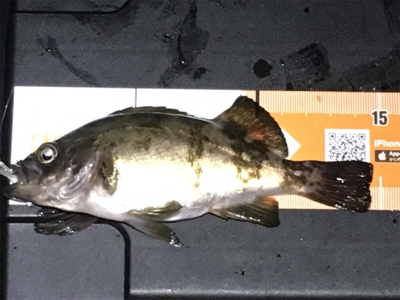 小メバルラッシュ