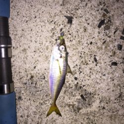 エギングからのアジング