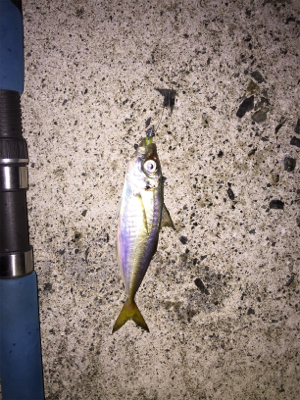 エギングからのアジング