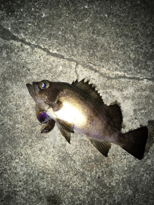 メバルプラッキング