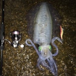 アオリ烏賊 1.8k