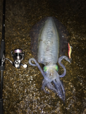 アオリ烏賊 1.8k