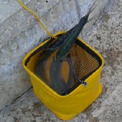 少し降った雨に期待して