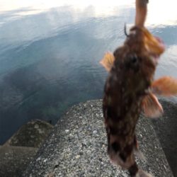 ロックフィッシュ！