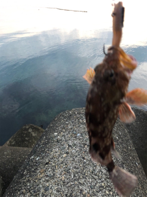 ロックフィッシュ！