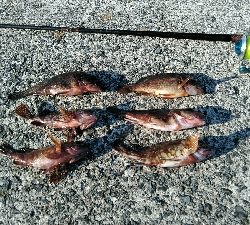 淡路島へコブダイ釣り