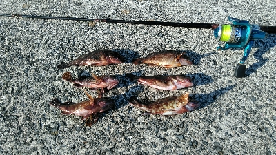 淡路島へコブダイ釣り