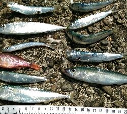 4月28日に続いて宇佐の中堤防へ