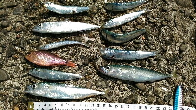 4月28日に続いて宇佐の中堤防へ