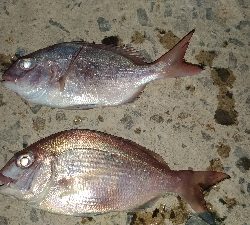 5/3釣果 アジイワシチャリコハゼ