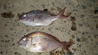 5/3釣果 アジイワシチャリコハゼ