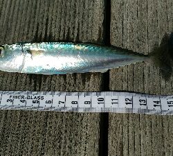 義父の船で土佐市宇佐沖にて鯛サビキ・ちょい投げ