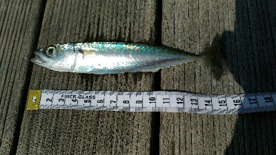 義父の船で土佐市宇佐沖にて鯛サビキ・ちょい投げ