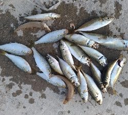 5/5釣果　チヌキビレアジキスコノシロ五目釣り☆