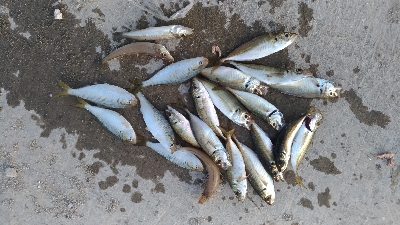 5/5釣果　チヌキビレアジキスコノシロ五目…