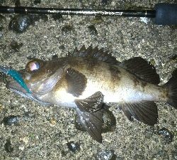 まだまだ開幕せず