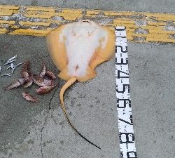 5/18釣果　アカエイガシライワシ