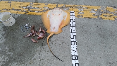 5/18釣果　アカエイガシライワシ