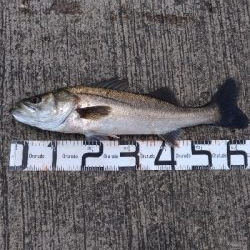 5/26釣果ヒラメスズキキビレキスチヌ