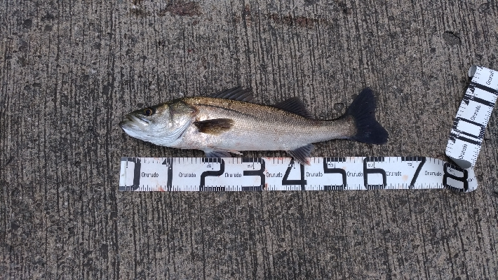 5/26釣果ヒラメスズキキビレキスチヌ