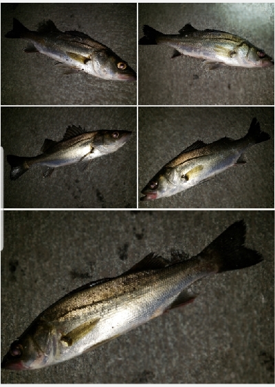 シーバスうろうろ