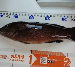 ゴールデンウィーク後半、令和元年、初釣り