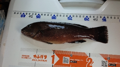 ゴールデンウィーク後半、令和元年、初釣り