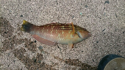 カサゴ３０センチ！