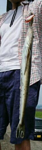 夏の魚、昼間のマゴチ２発！！