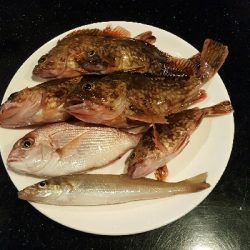 2019年キス調査~