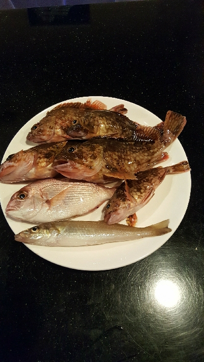 2019年キス調査~