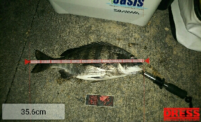 シーバス狙いで チヌゲット